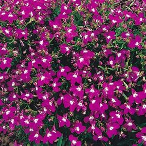 Afbeelding van Lobelia P12 Divers